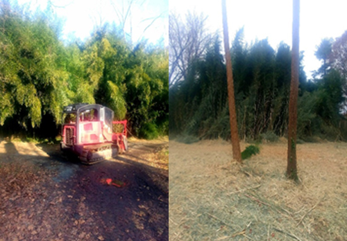 Invasive Species Management