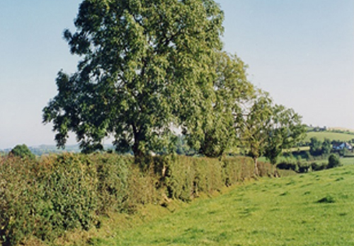 Hedgerow Maintenance