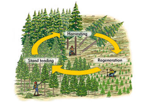 silviculture